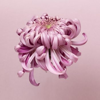 Een grote zwevende chrysant tegen een roze achtergrond