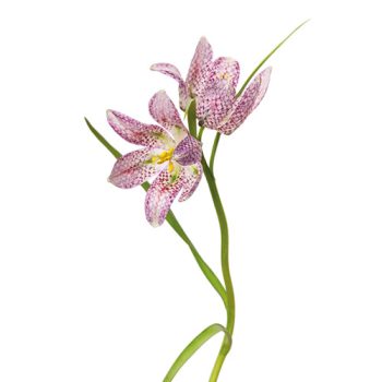 Kievitsbloem
