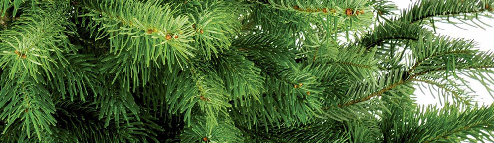 detail kerstboom, haarscherpe foto van dennentakken