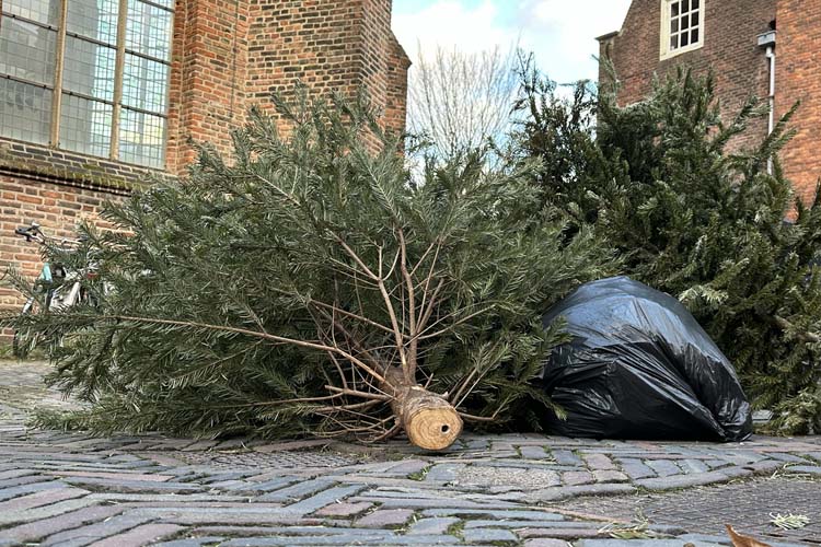 weggooide kerstbomen